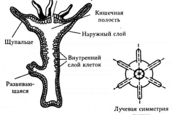 Сайт кракен онион